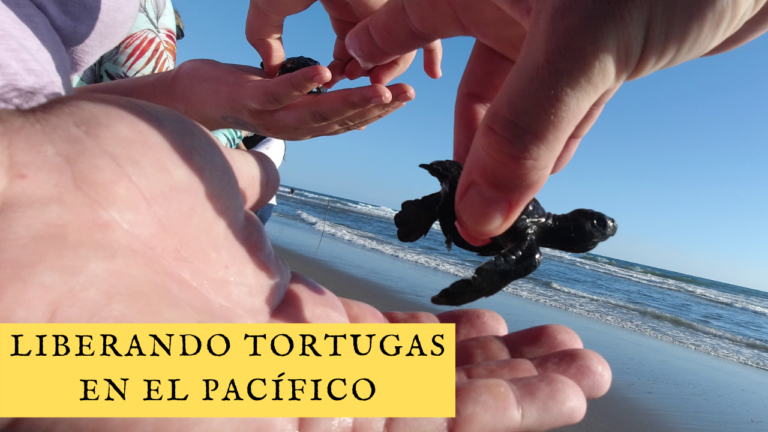 Lee más sobre el artículo 🐢 Liberando TORTUGAS MARINAS en El Pacífico